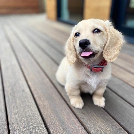 Albert.