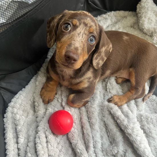 DOLLY (FEMALE) (13)