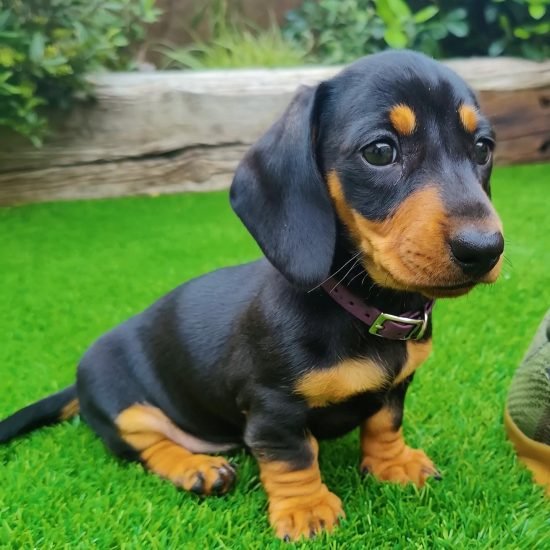 PIPER(MALE) (1)