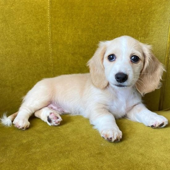 SADIE (FEMALE)