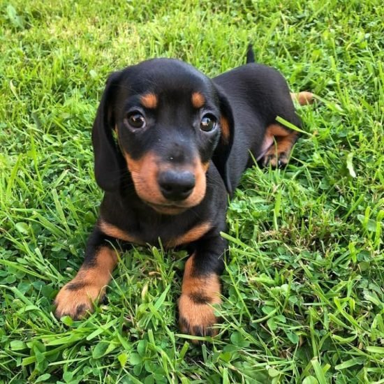 Sasha(female)