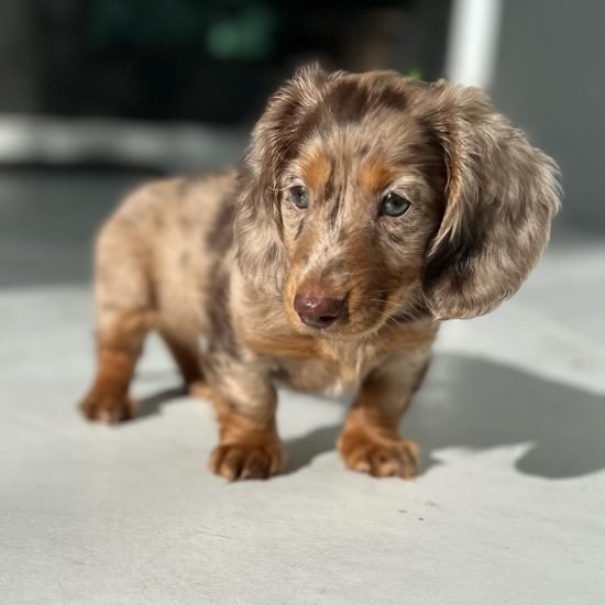 WhatsApp Image 2025-09-03 at 3.05.13 AM