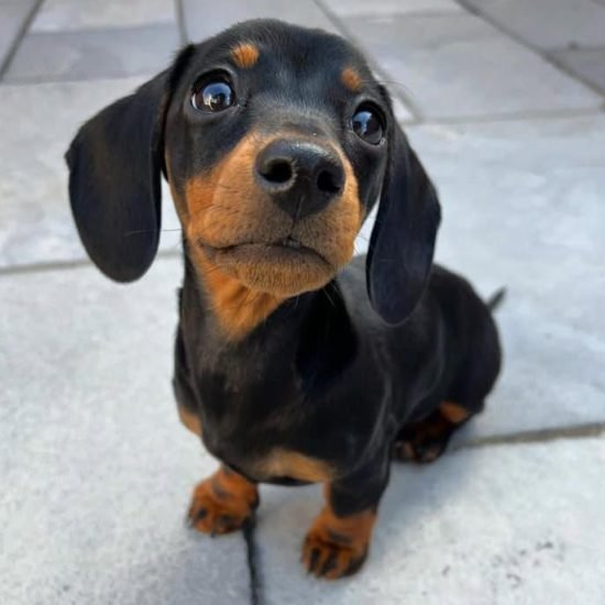 WhatsApp Image 2026-02-03 at 5.58.08 AM