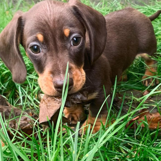 cooper (male)
