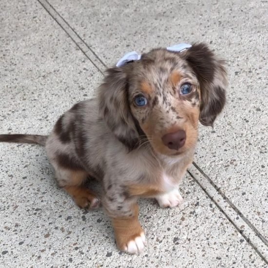 mochi (male)